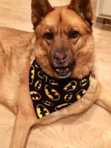 Pet Bandana